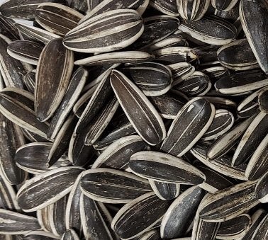  تخمه آفتابگردان دور سفید 