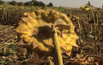 زمان برداشت آفتابگردان