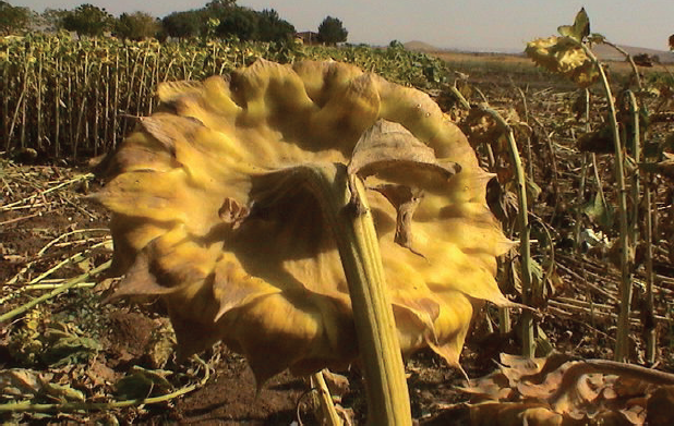 زمان برداشت تخمه افتابگردان در خوی