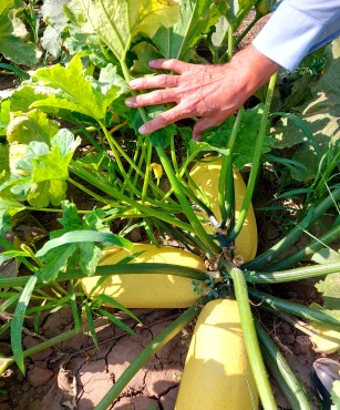 بذر هیبرید کدو 