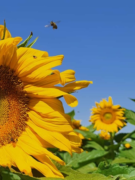 بذر افتابگردان