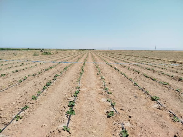 چرا نباید هر سال در یک زمین آفتابگردان کاشت؟ (اهمیت تناوب کشت)