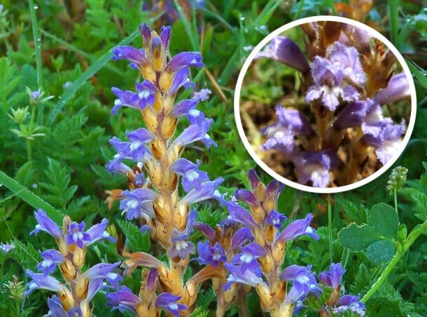 معرفی آفات و بیماری‌های شایع آفتابگردان