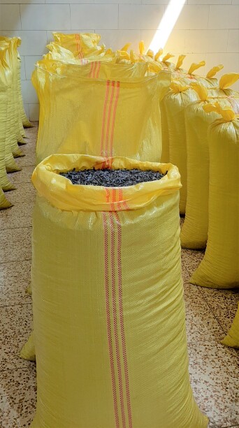 تخمه آفتابگردان