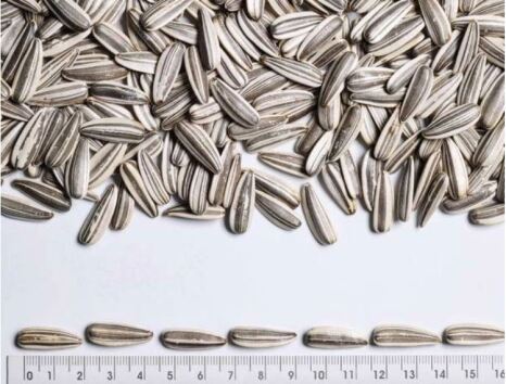 بذر افتابگردان پالانچی