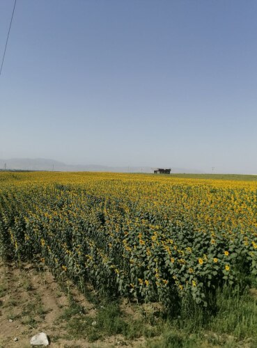 بذر افتابگردان