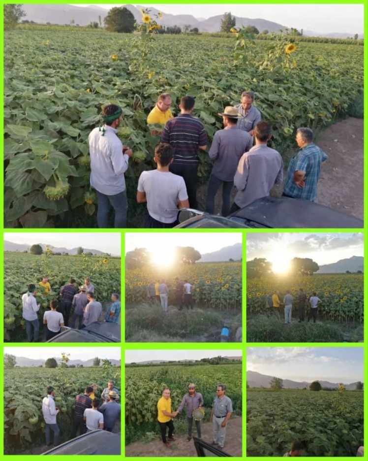 بازدید از مزارع آفتابگردان بذر هیبرید X4337 