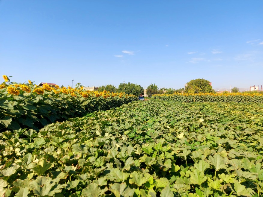 بذر آفتابگردان - بذر کدو