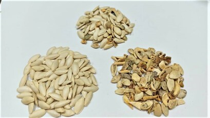 تخمه کدو سورت رنگی تخمه کدو