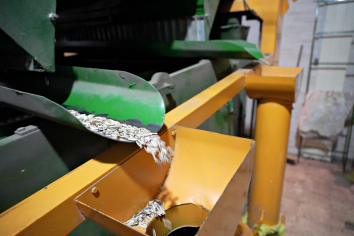 بوجاری آفتابگردان