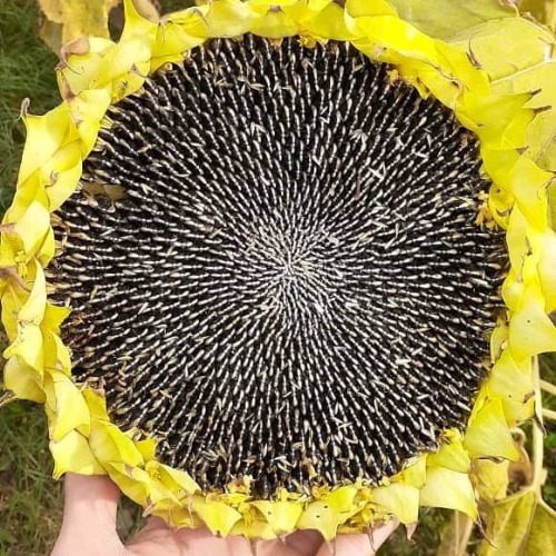 بذر آفتابگردان