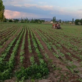 کولتیواتور زنی مزرعه آفتابگردان