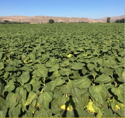 بذر آفتابگردان