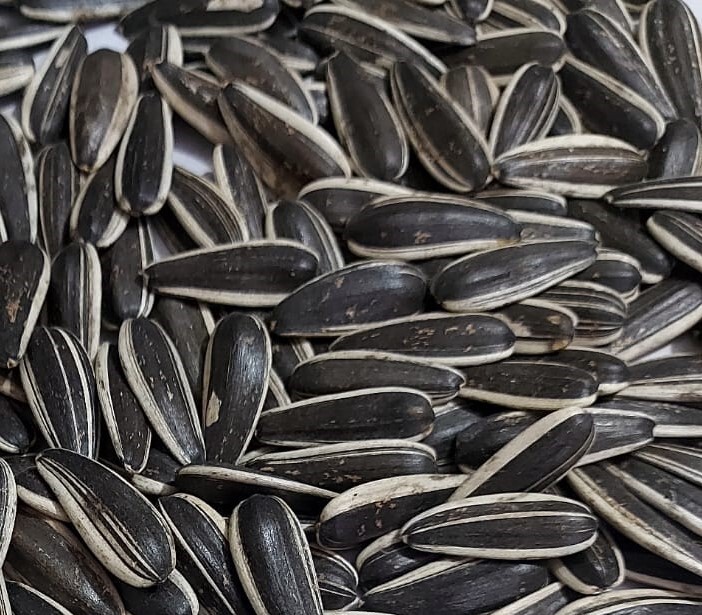 فروش عمده بذر آفتابگردان برای کشاورزان و توزیع‌کنندگان