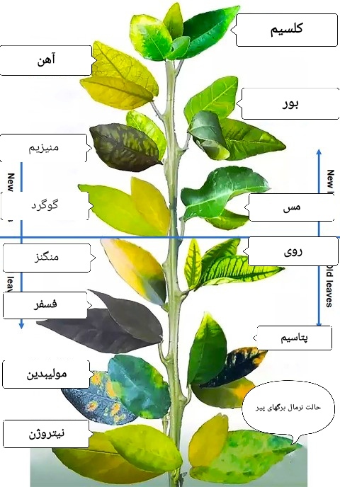 علائم ظاهری کمبود عناصر (مثل نیتروژن یا فسفر) در برگ‌های آفتابگردان و نحوه تشخیص سریع آن‌ها