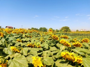 مزرعه آفتابگردان