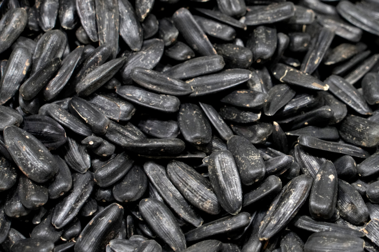 تخمه آفتابگردان شمشیری