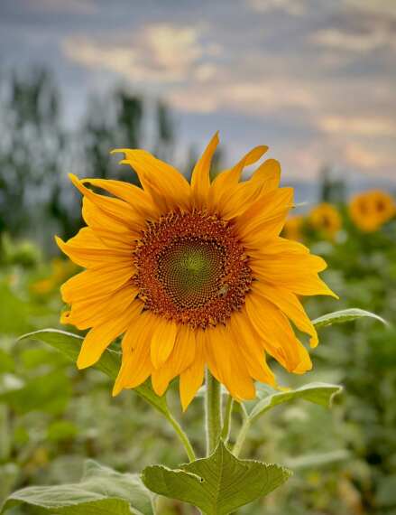 بذر آفتابگردان