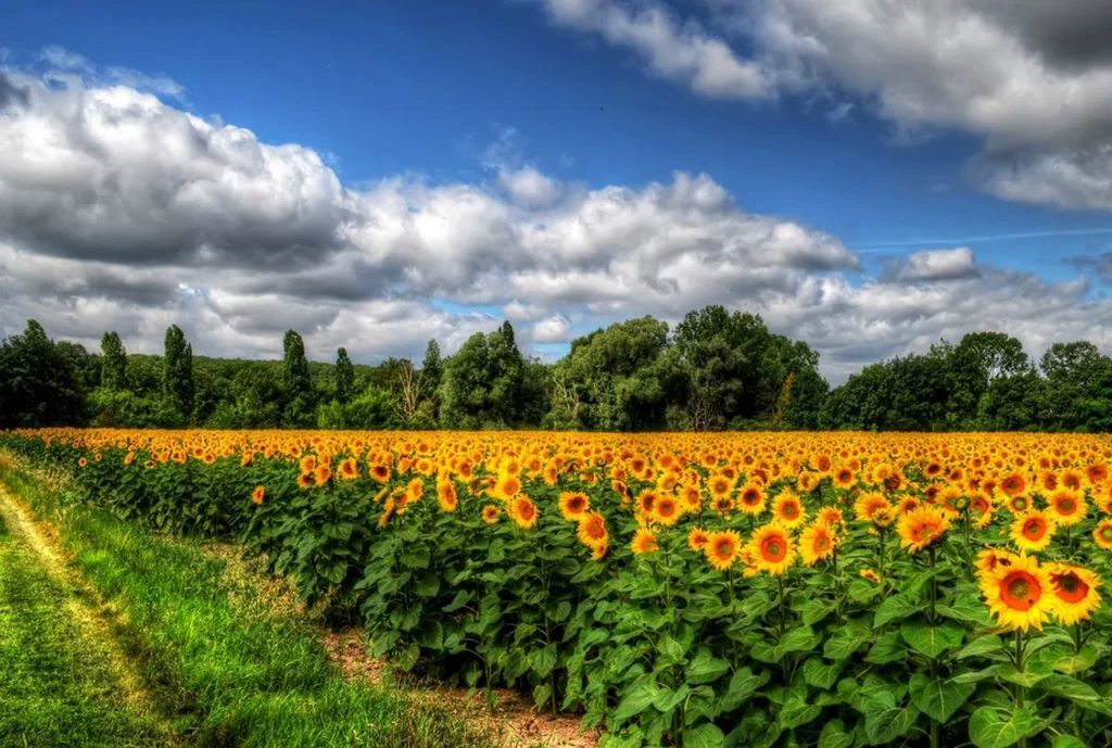 بذر هیبرید افتابگردان گل آفتابگردان مزرعه آفتابگردان