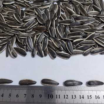 بذر آفتابگردان s300