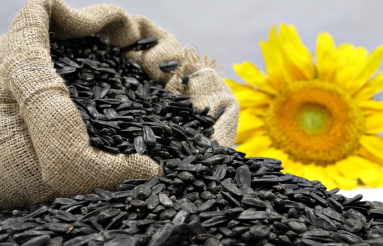 تخمه آفتابگردان سنتی خوی 