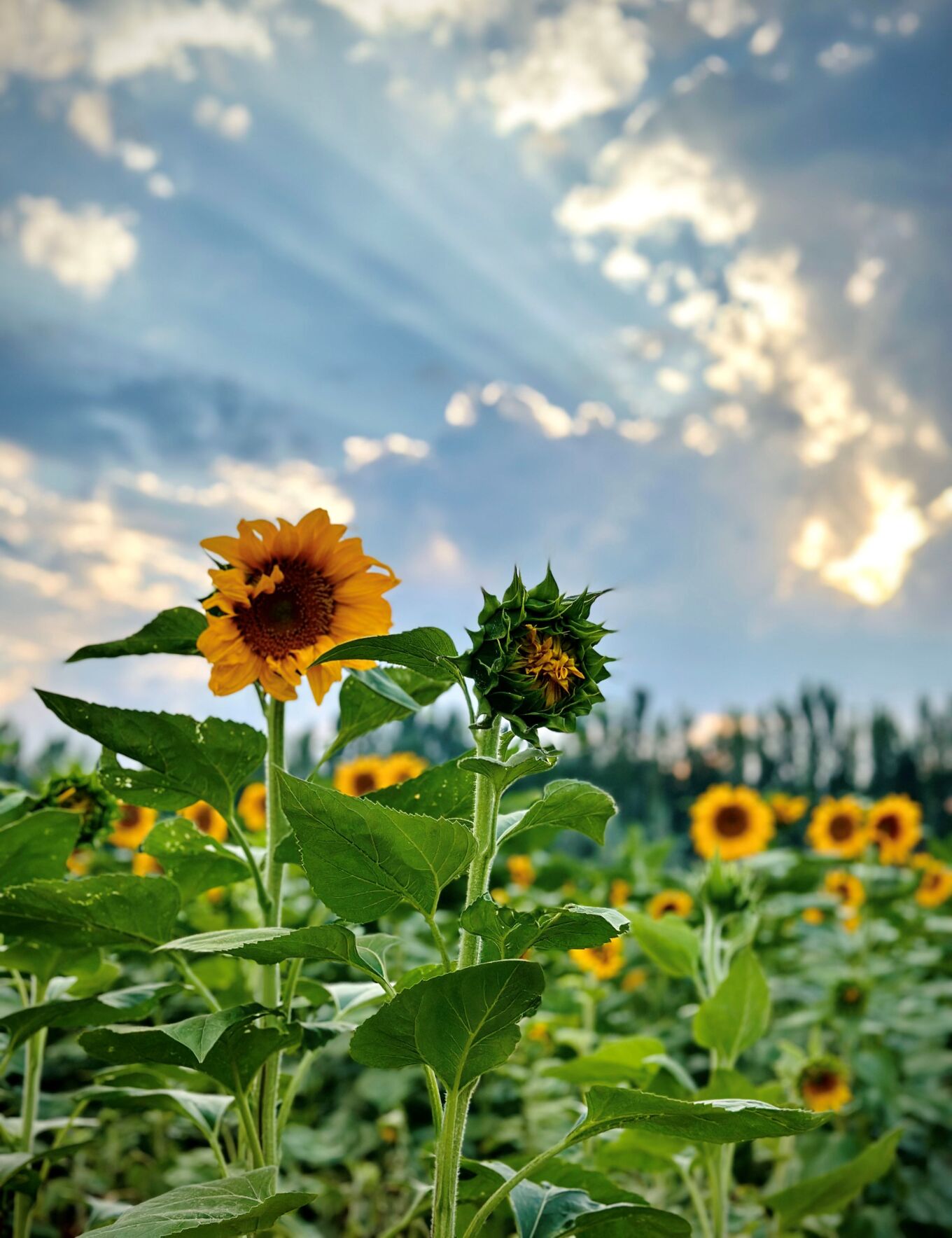 گل افتابگردان مزرعه خوی
