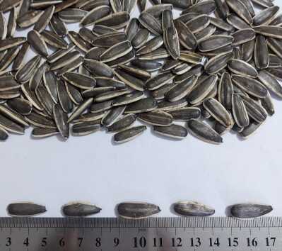 بذر آفتابگردان s400