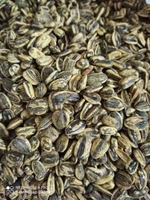 تخمه آفتابگردان بو داده دور سفید