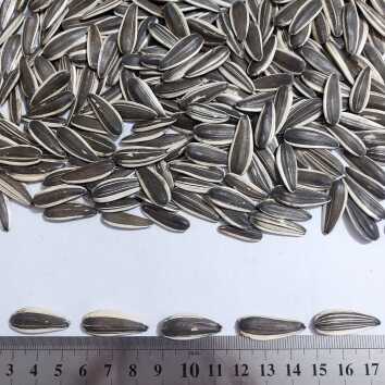 بذرآفتابگردان x4337