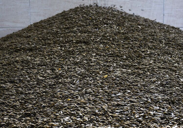 مقایسه عملکرد بذر آفتابگردان آجیلی و روغنی (تناژ دانه در هکتار)