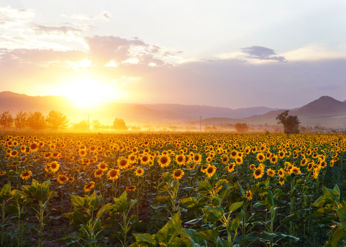 بذر آفتابگردان