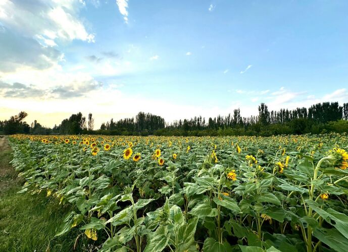 بذر آفتابگردان 