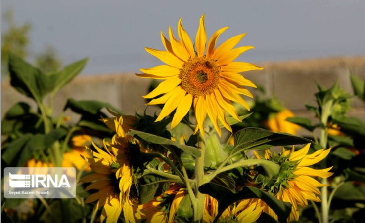 خبرگزاری ایرنا - ارومیه