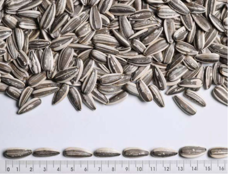 بذر آفتابگردان احمد بی