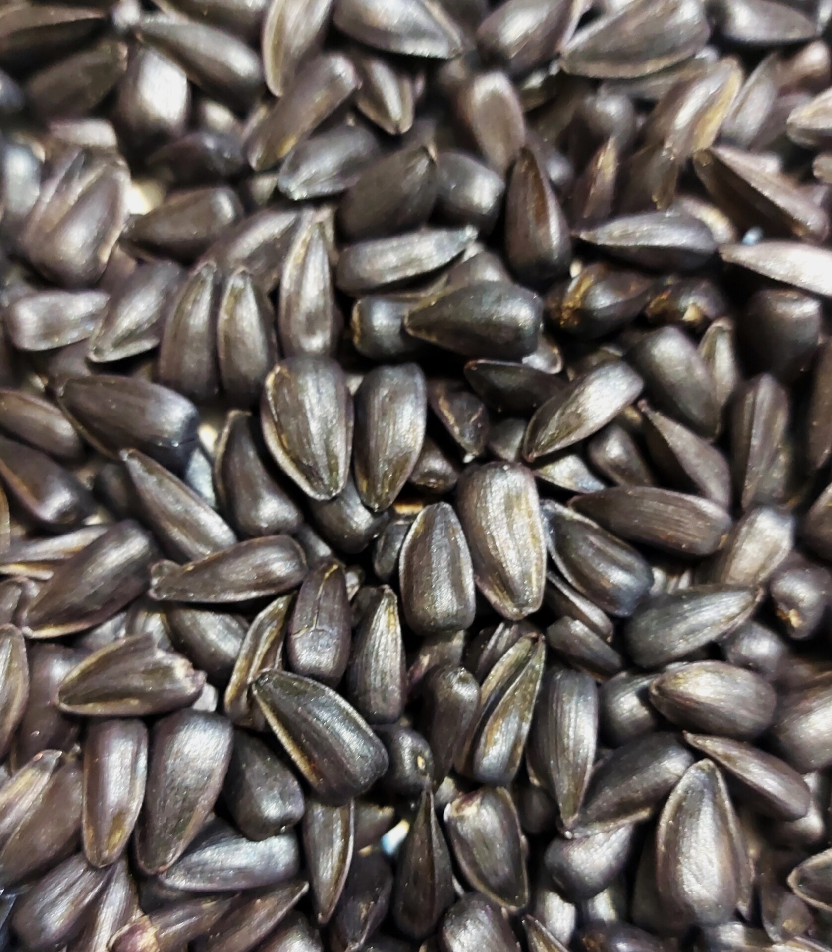  بذر افتابگردان روغنی هیبرید 