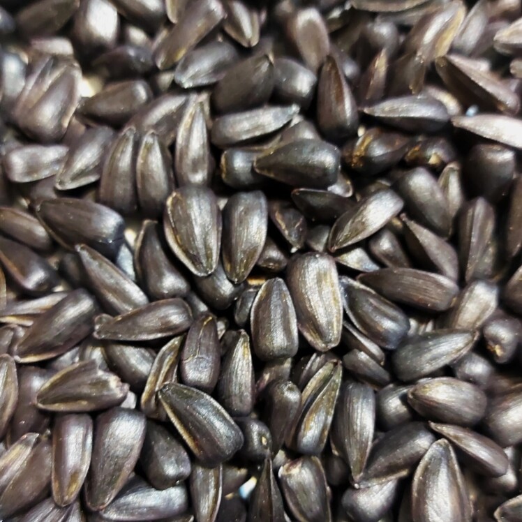 بذر افتابگردان روغنی هیبرید