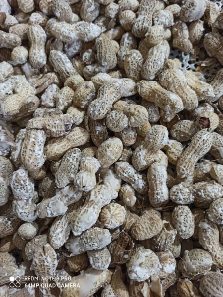 بادام زمینی 