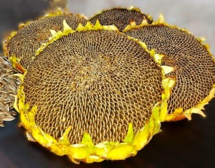 بذر هیبرید آفتابگردان تخمه خوی 