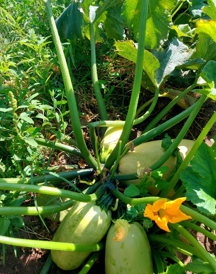 بذر کدو هیبرید و روش انتخاب بهترین بذر با عملکرد بالا