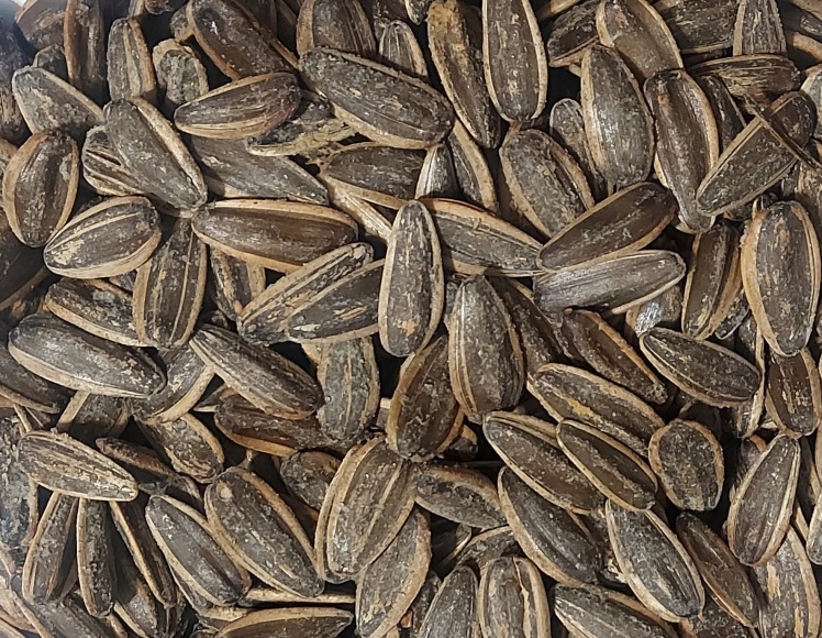 تخمه افتابگردان اجیلی بو داده