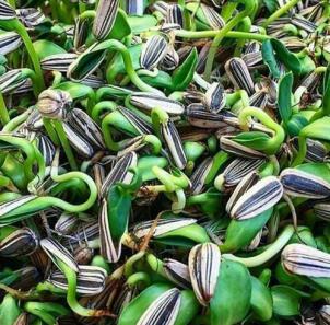 بذر آفتابگردان هیبرید بذر هیبرید افتابگردان رقم S300 x4337 s400 ترکیه کانادایی چینی