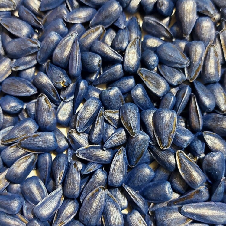 بذر آفتابگردان هیبرید روغنی