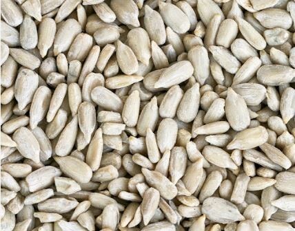 تولید مغز تخمه آفتابگردان 