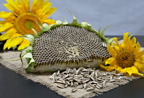 تخمه آفتابگردان دور سفید