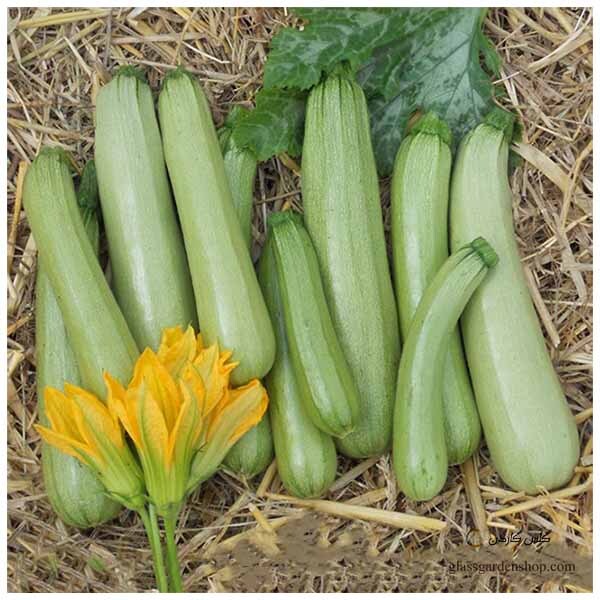  بذر کدو؛ طلای سبز 