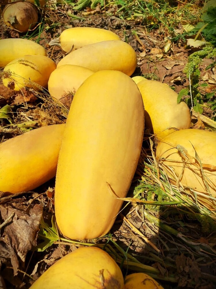 زمان دقیق کشت بذر کدو بر اساس مناطق ایران