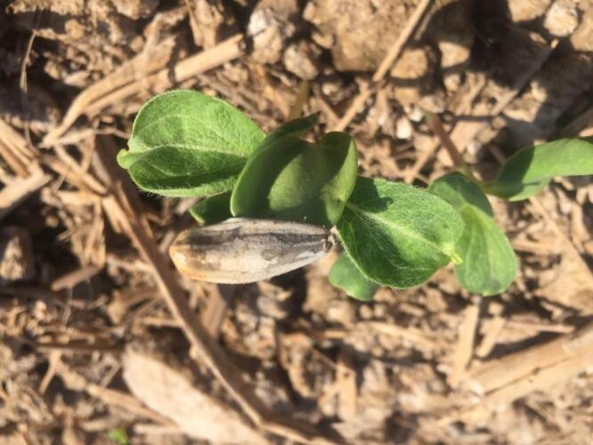 بذر آفتابگردان