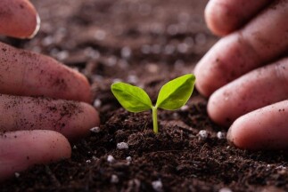 بذر آفتابگردان - بذر هیبریدآفتابگردان ترکیه چینی 361 s400 s300 x4337