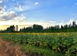 مبارزه با علفهای هرز آفتابگردان