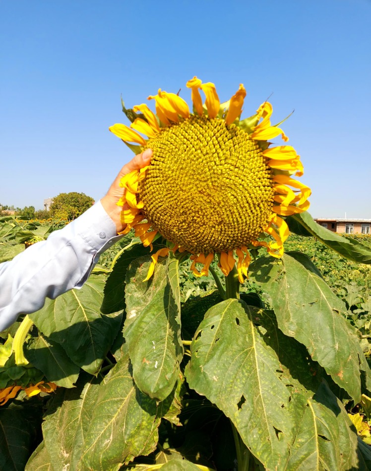 روشهای افزایش وزن هزار دانه یا کاهش درصد پوکی در مزارع آفتابگردان